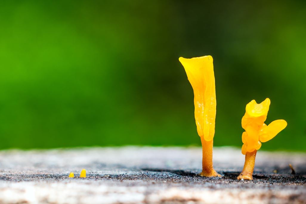 Dacryopinax spathularia,an edible jelly fungus,grows on rotting wood with green moss background