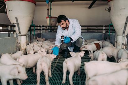 Young experienced veterinarian working and checking animals health condition on huge pig farm. He is giving injections and vitamin cocktails to you animals to make them stronger and healthier.