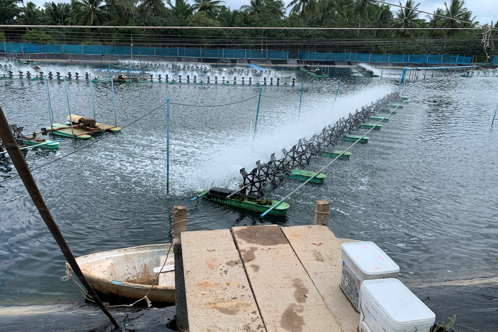Shrimp farm in Asia using our Virkon Aquatic Product.