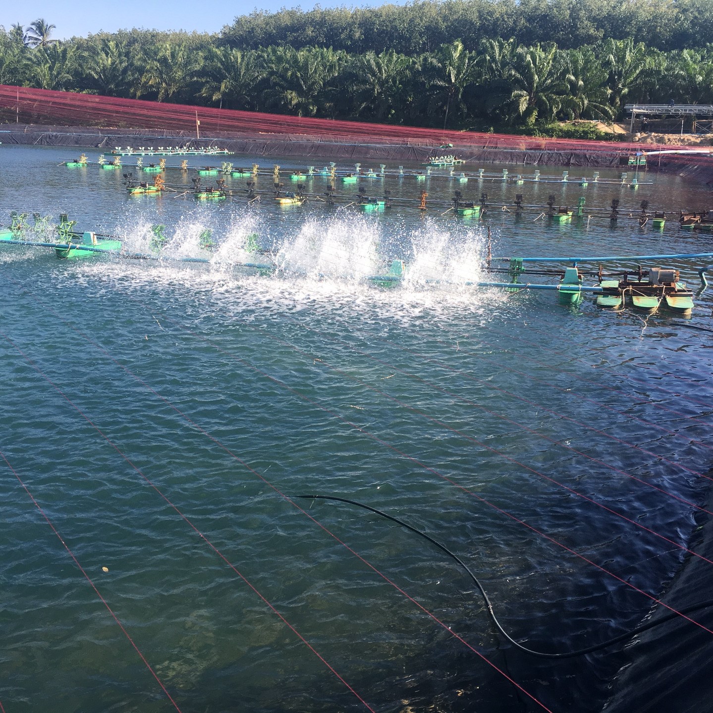 Shrimp farm in Asia using our Virkon Aquatic Product.