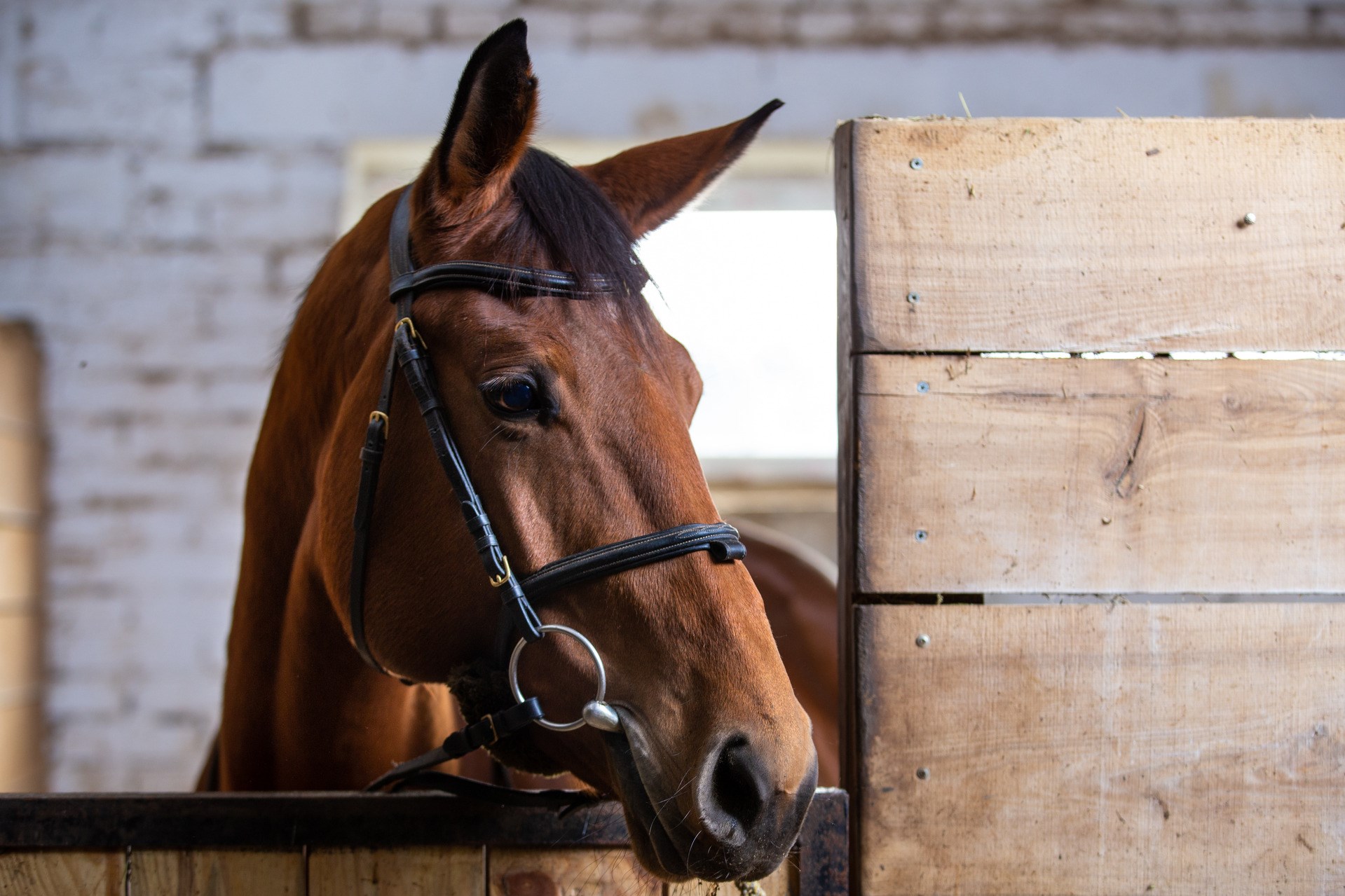Bay harnessed horse standing in the stall
