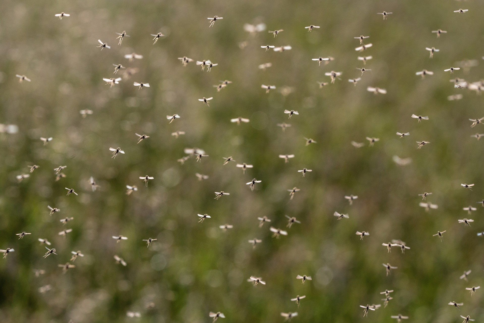 A swarm of flying mosquitoes in a field.