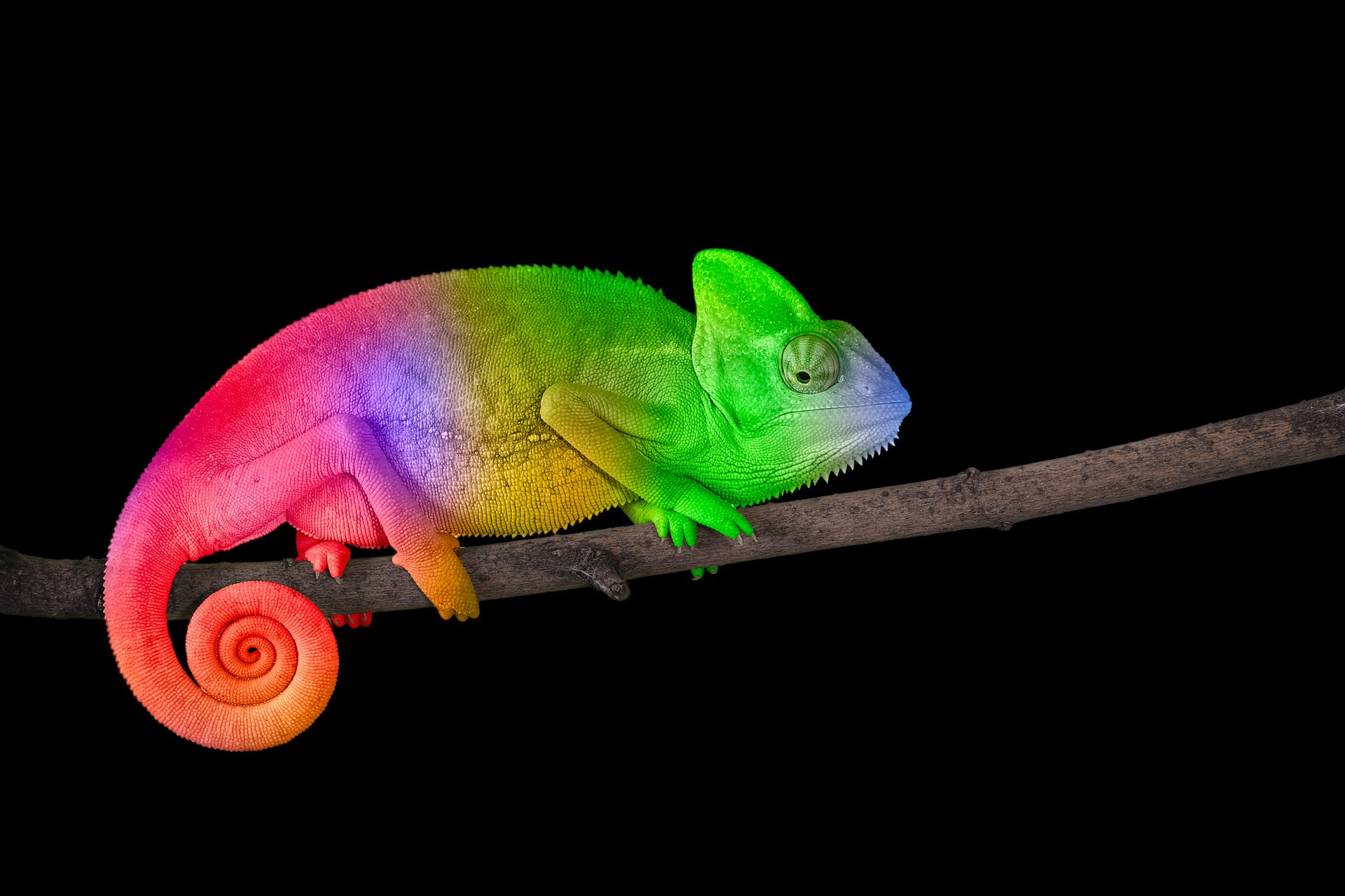 Chameleon on a branch with a spiral tail. Bright colorful rainbow color scales
