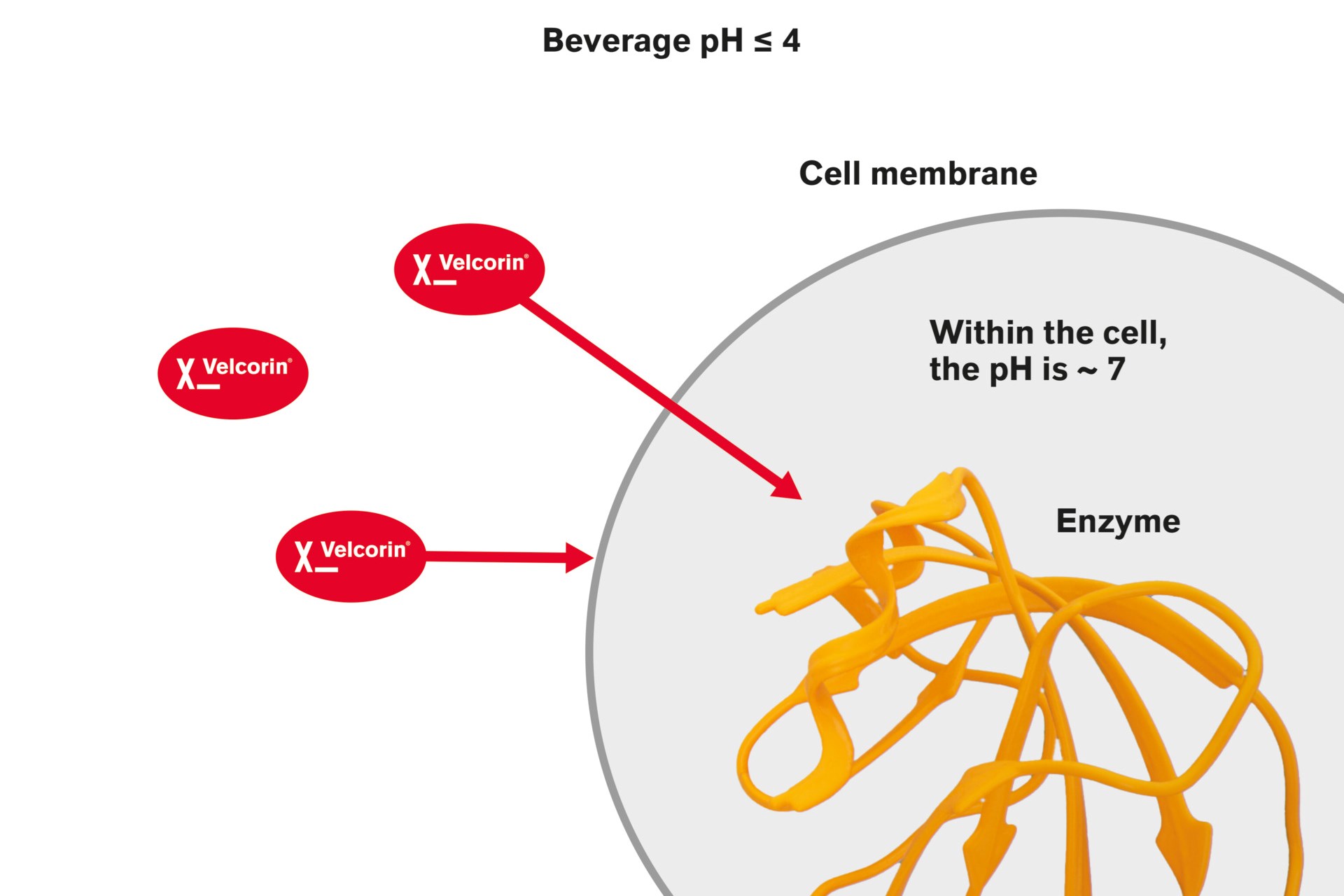 Velcorin mode of action