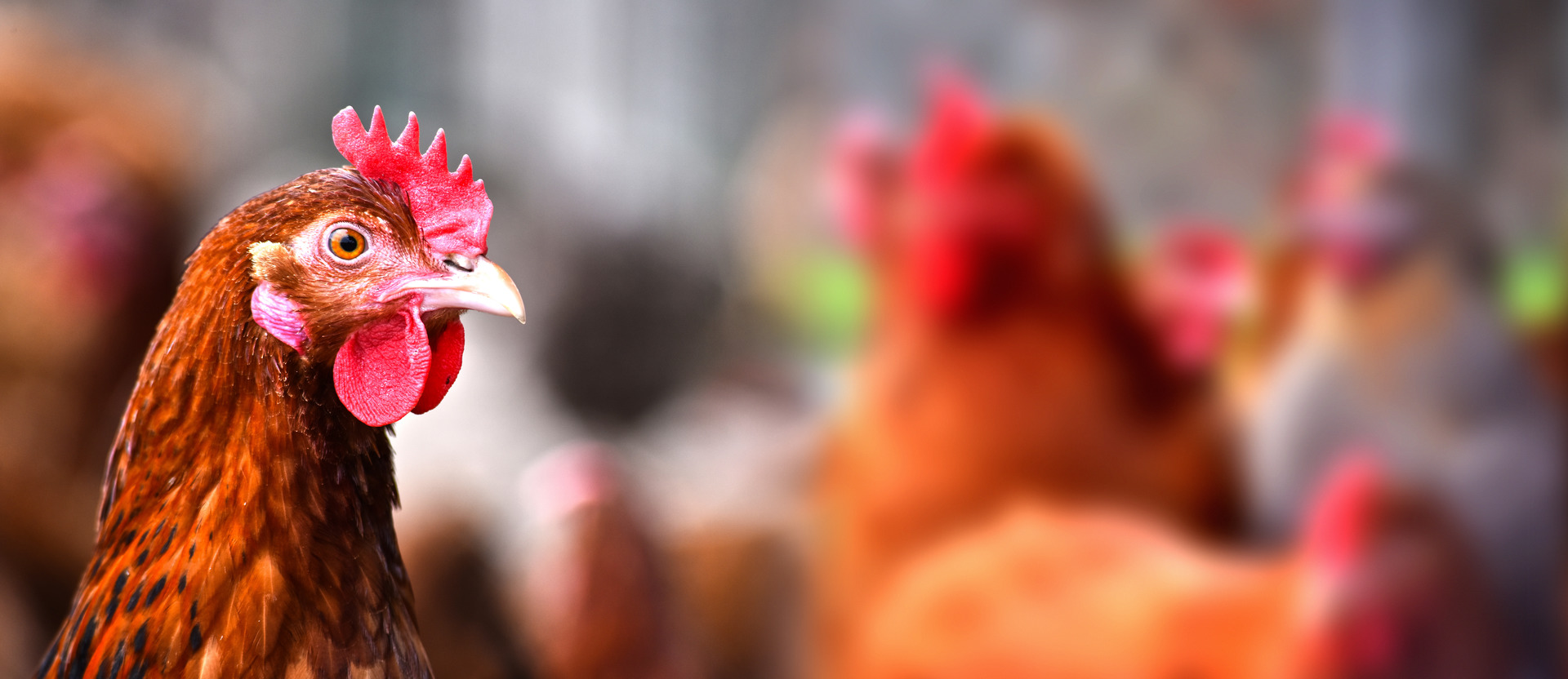 Chickens on traditional free range poultry farm.