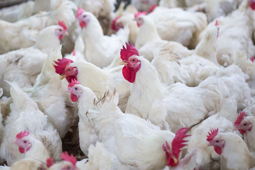 White cocks close together