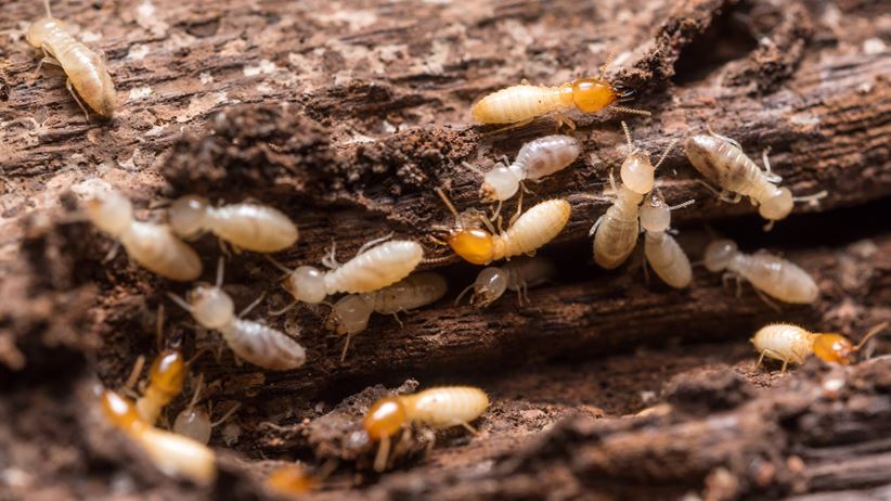 Close up termites or white ants