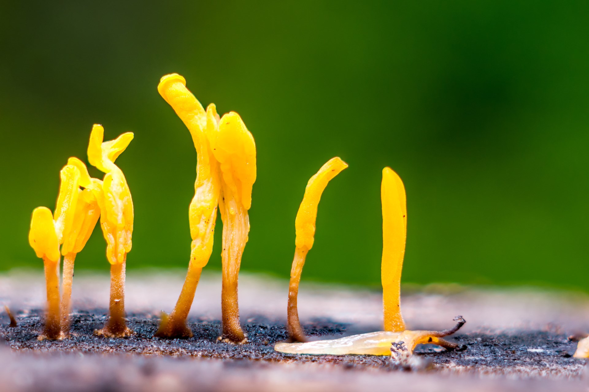 Dacryopinax spathularia,an edible jelly fungus