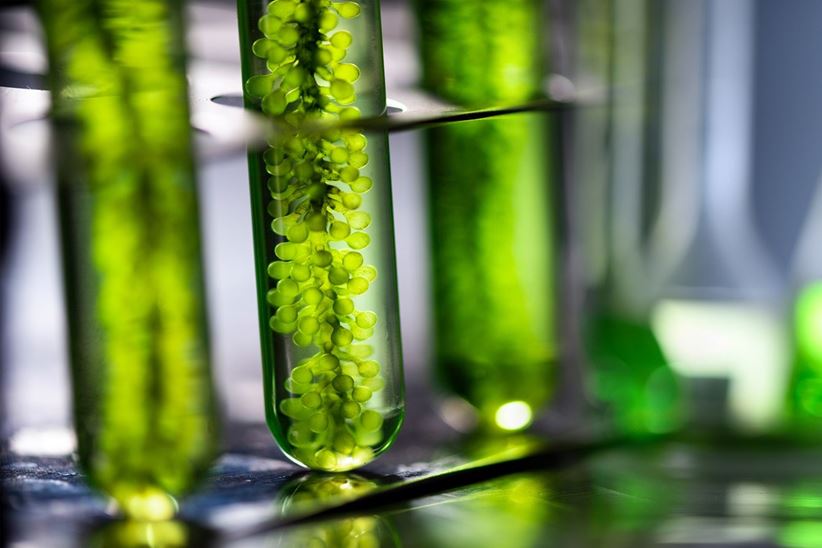 Photobioreactor in laboratory of algae fuel, biofuel industry project, Algae research in industrial laboratories for medicine