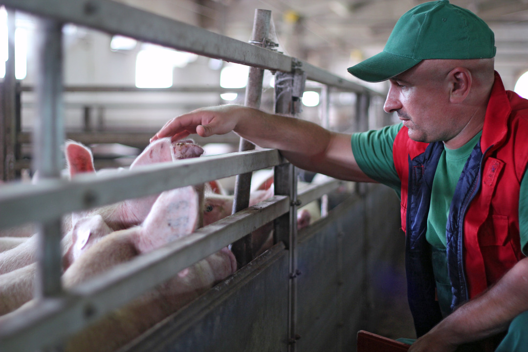 Ein Schweinebauer kümmert sich um seine Schweine