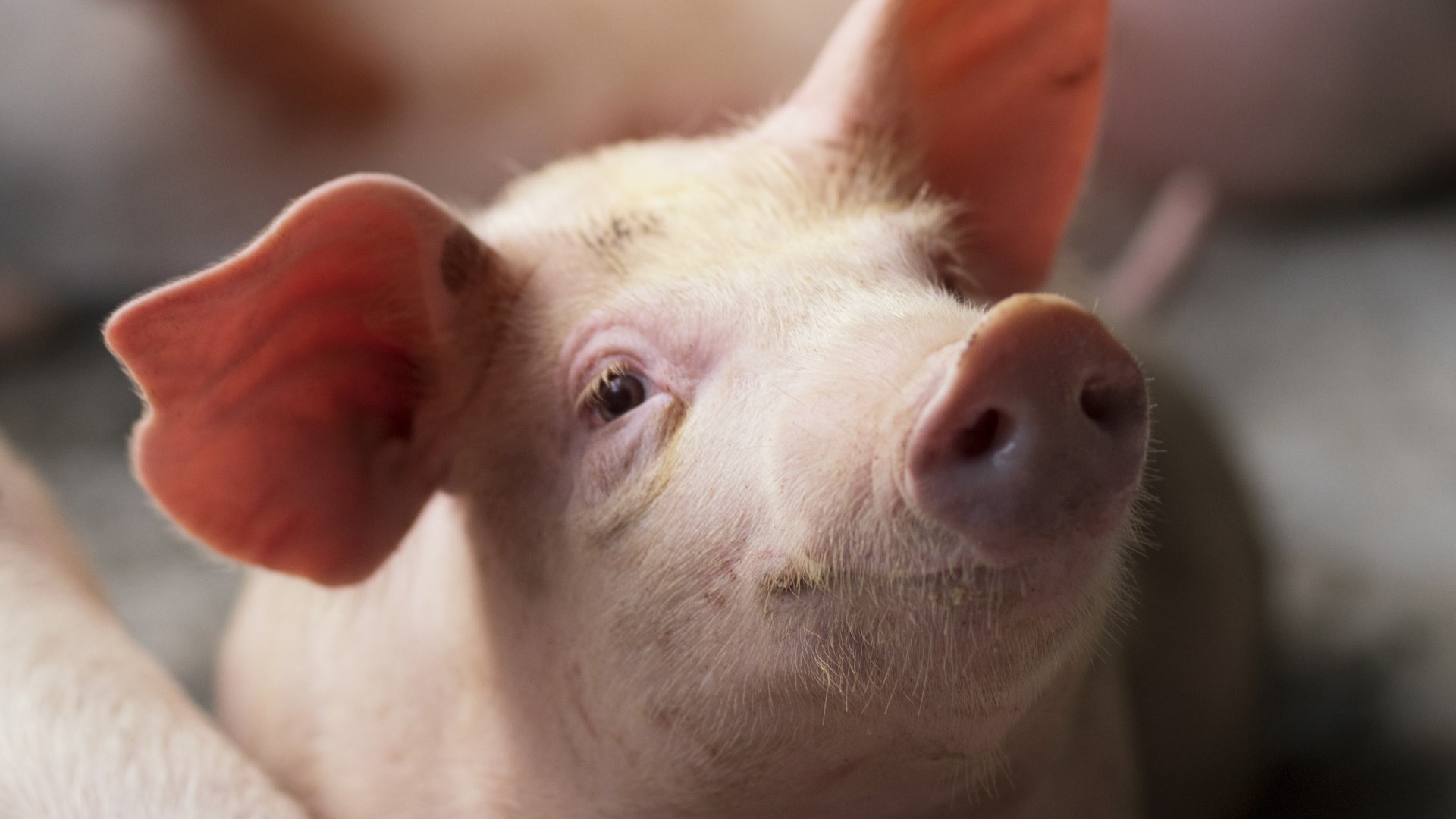 Pig