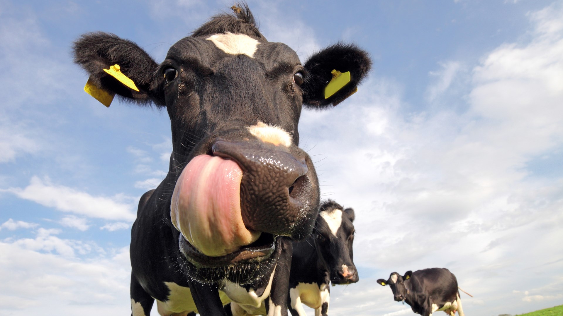 Cow looks into the camera