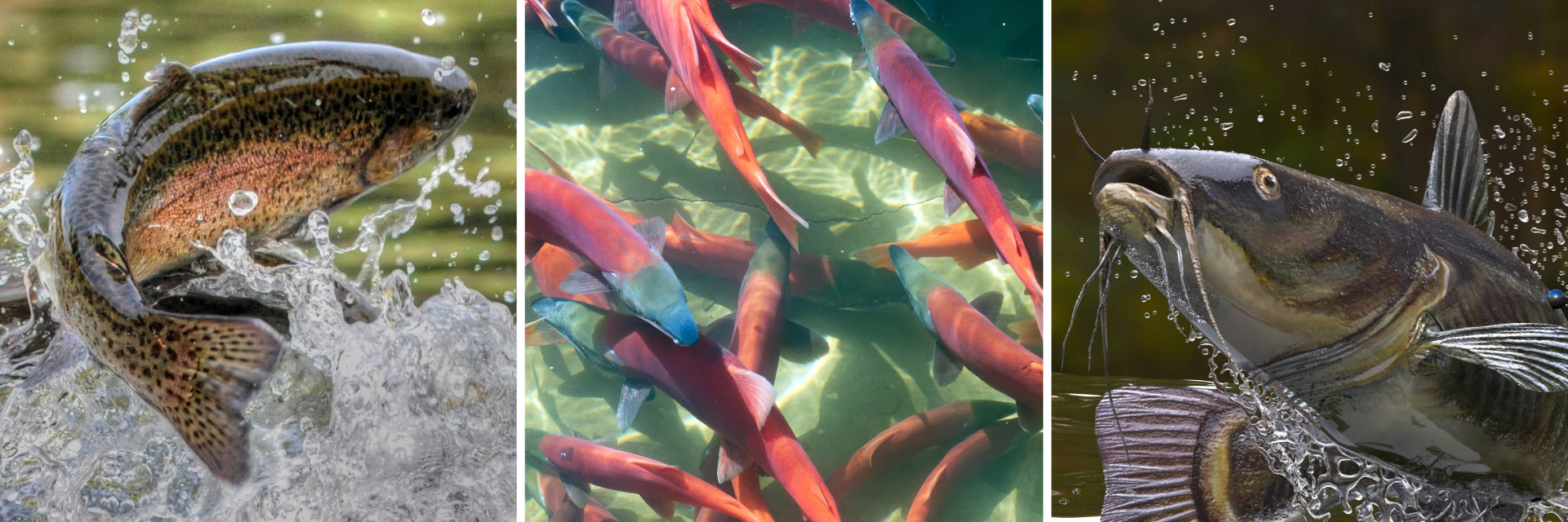 Virkon AQUATIC application website teaser
