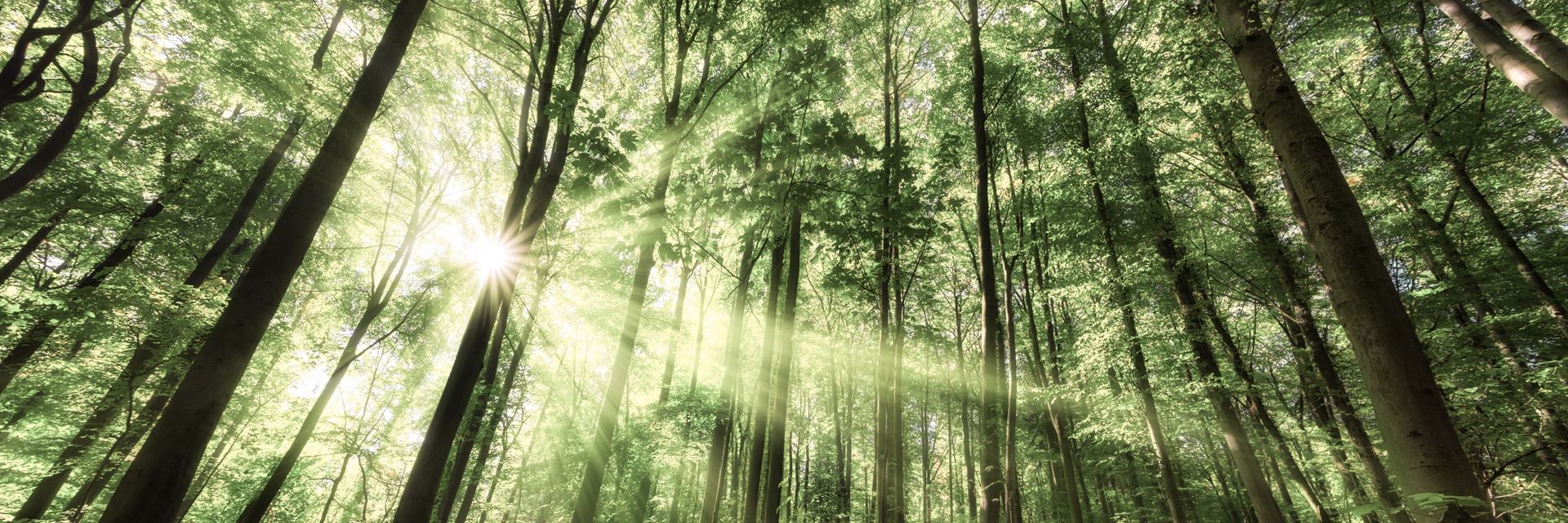 Light and shadows in a lush forest