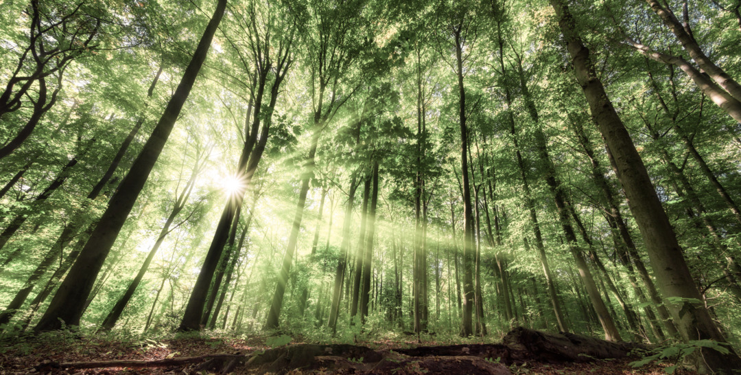 Light and shadows in a lush forest
