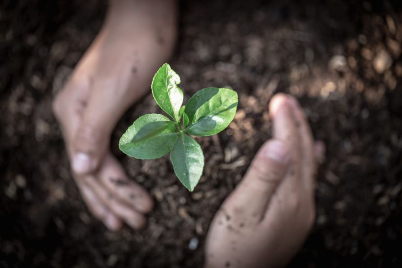 Hand protects seedlings that are growing, Environment Earth Day In the hands of trees growing seedlings, reduce global warming, concept of love the world.