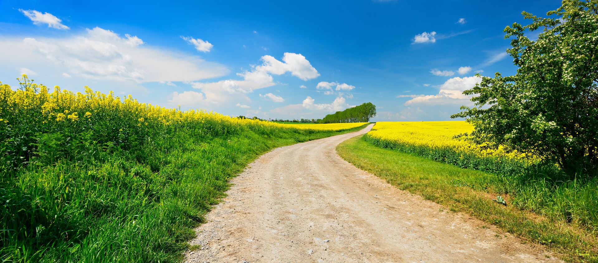 Field path between flowering rape fields