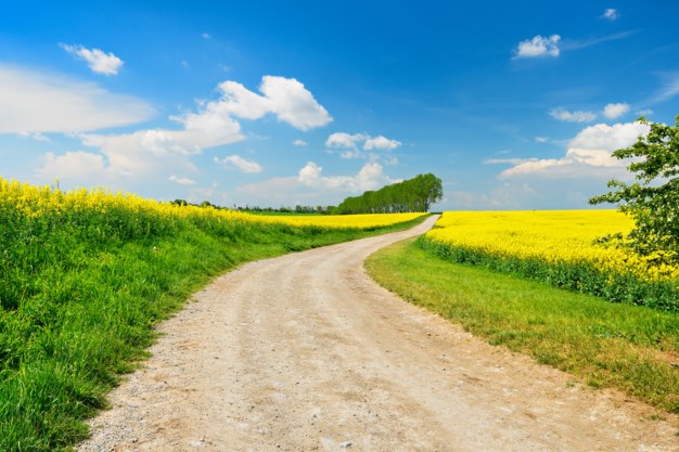 Feldweg zwischen blühenden Rapsfeldern