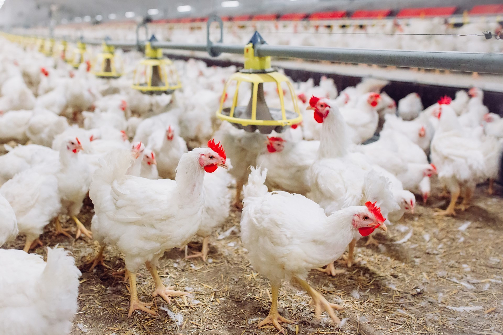 Indoors chicken farm, chicken feeding