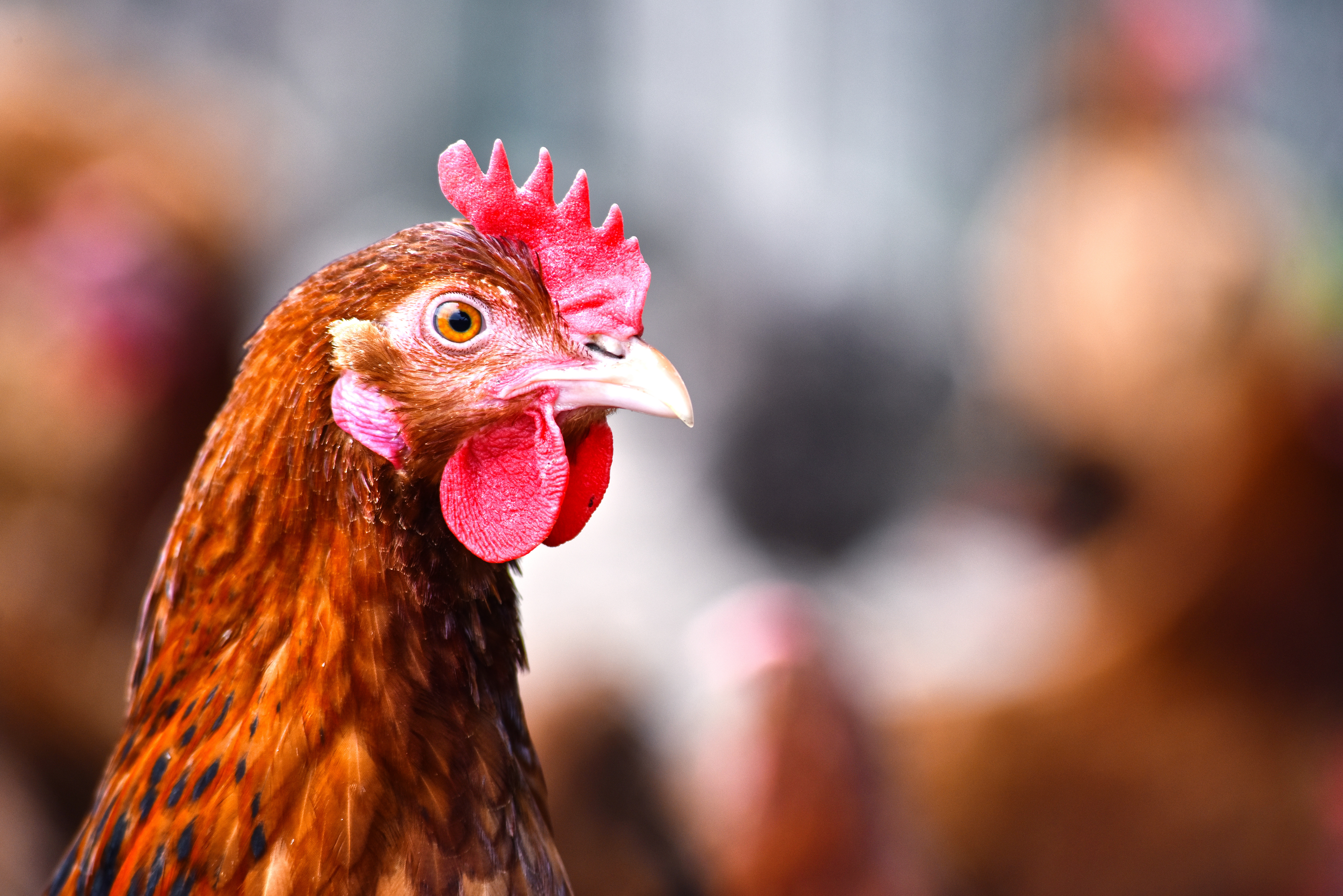 Hühner in einem traditionellen Freilandbetrieb