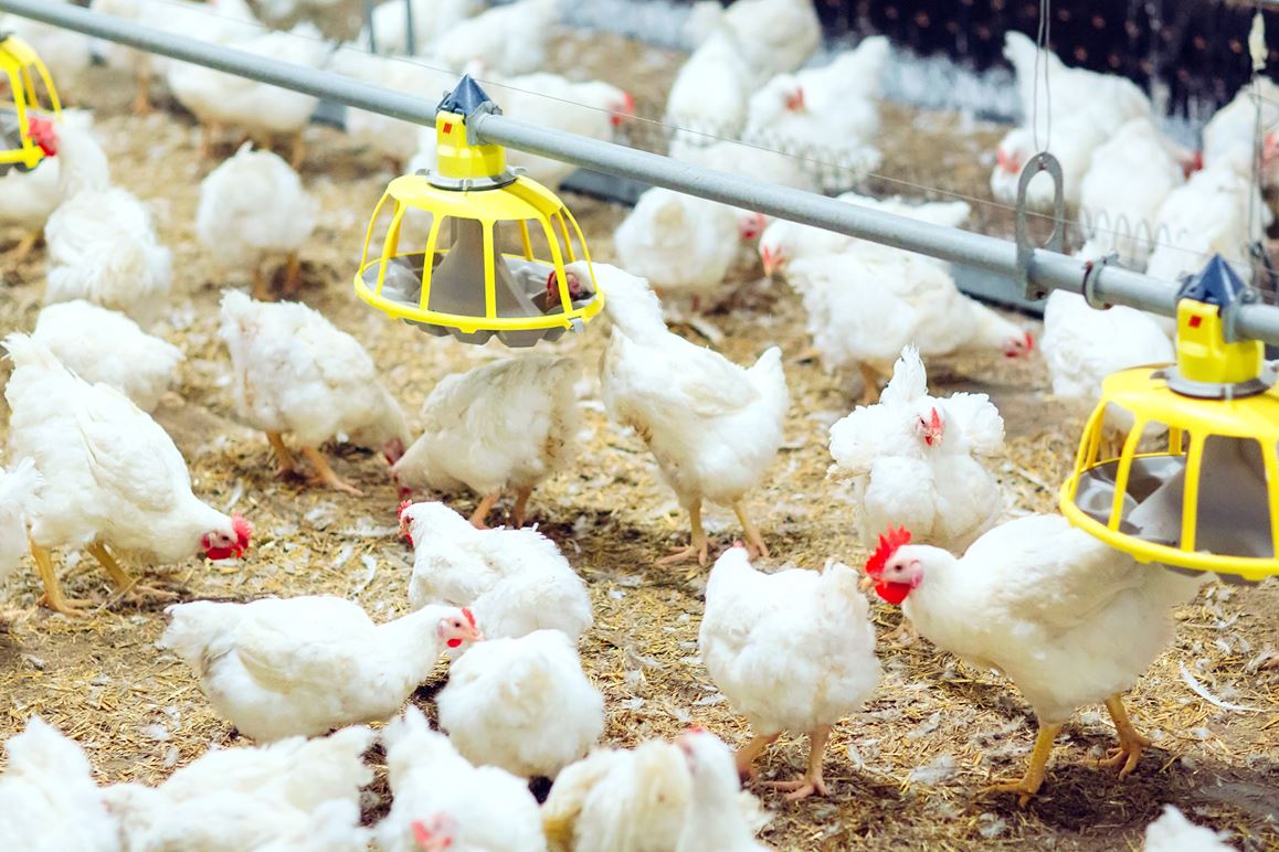 Indoors chicken farm, chicken feeding