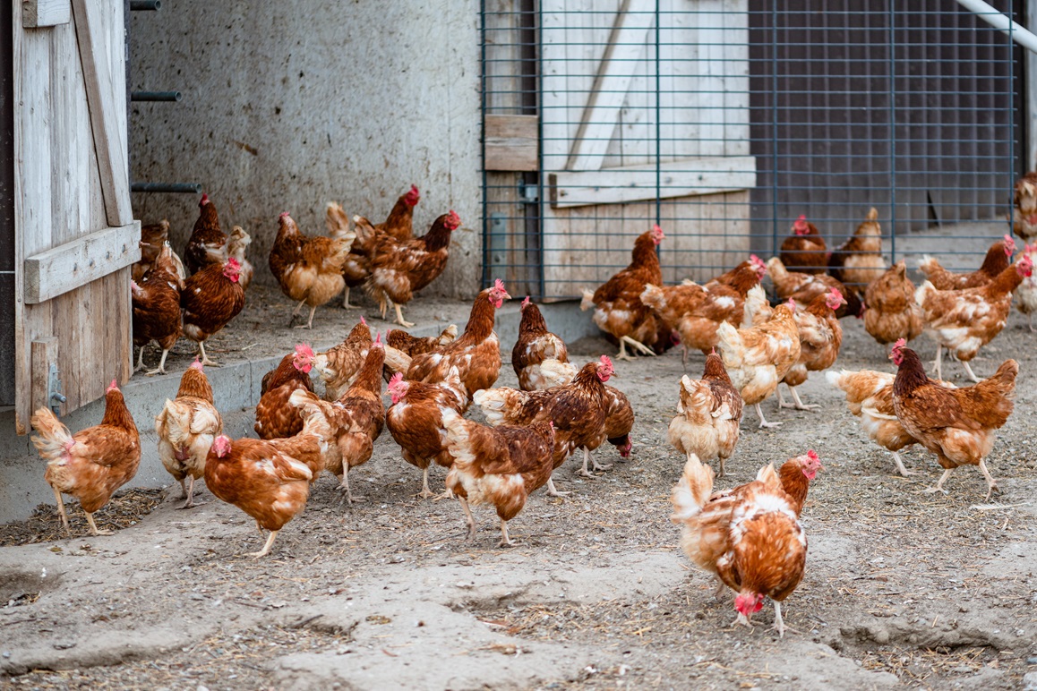 Glückliche freilandhaltung Hühner und Hennen auf Bauernhof im Hühnerstall werden vom Bauern artgerecht gehalten und produzieren bio Eier