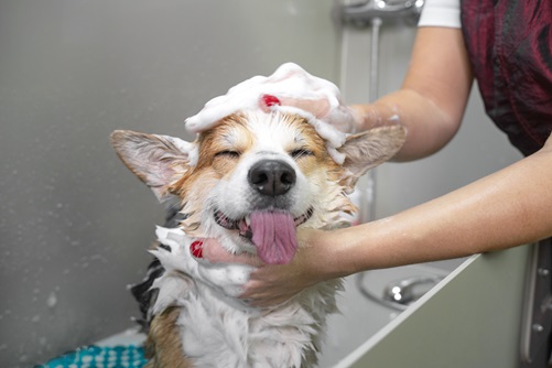 Lustiges Porträt eines Welsh Corgi Pembroke Hundes beim Duschen mit Shampoo.  Hund nimmt ein Schaumbad im Friseursalon.